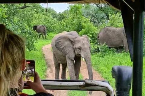 Elephants beside a track in Liwonde game reserve, seen past a visitor photographing them from a safari vehicle.