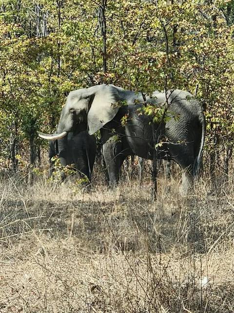 Two elephants standing in dry woodland at Liwonde game reserve.